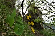 61 Bei fiori di Ranuncolo erba tora (Ranunculus Thora)